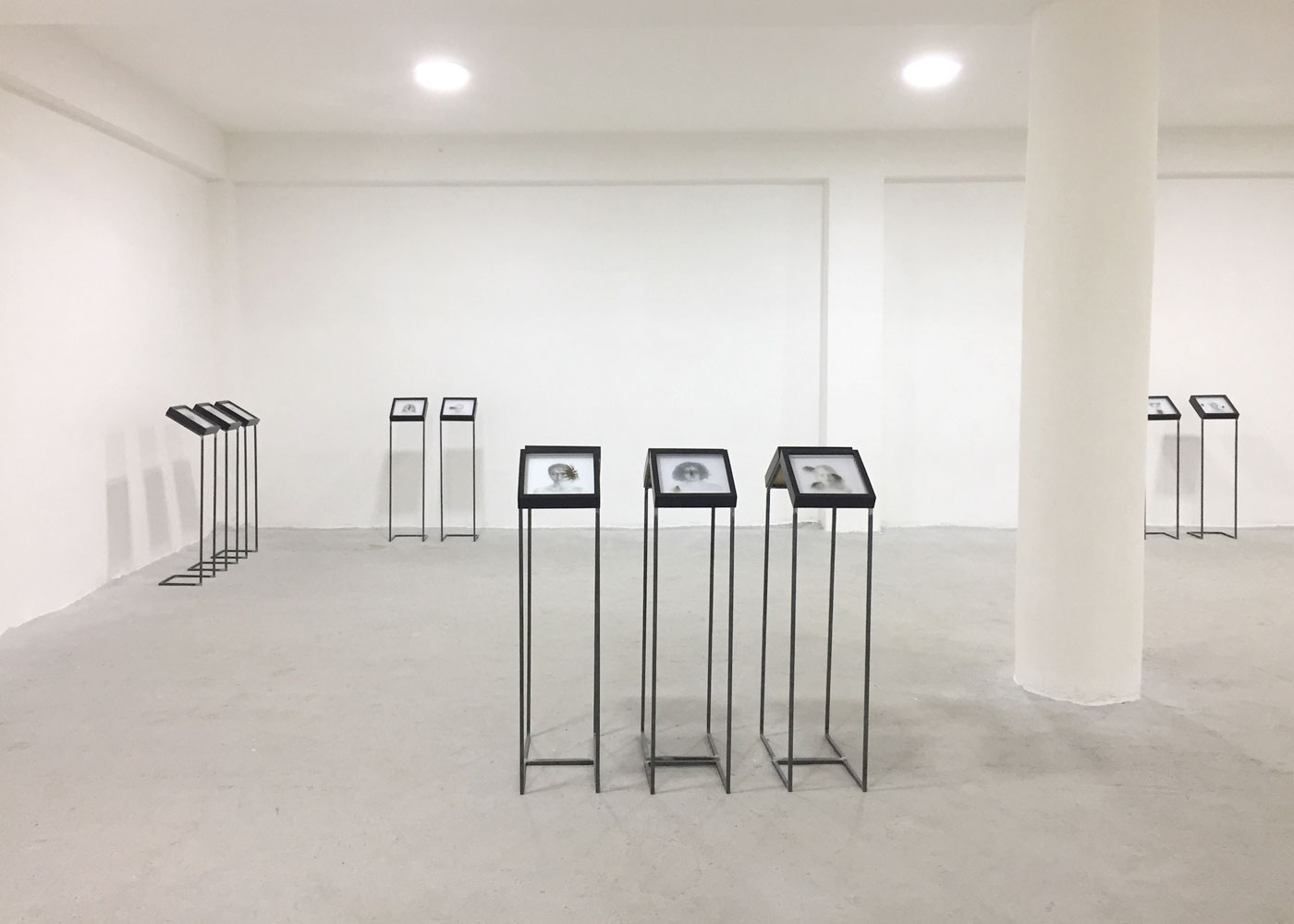 BUG (serie in vitro), 2018, installation view
